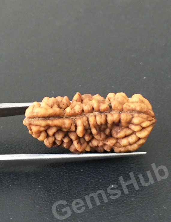 1 Face/Mukhi Certified Rudraksha Premium Quality